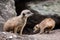 Pair of Meerkats (Suricata suricatta)