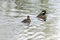 A Pair of Merganser Ducks