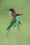 Pair of merops viridis or Blue-throated bee-eater together on branch waiting for flying bee around, beautiful wild animal
