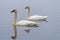 A Pair of Migrating Tundra Swans on the Mississippi Flyway