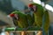 A pair of military green macaw parrot birds perched in a zoo