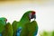 A pair of military green macaw parrot birds perched in a zoo