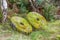 Pair of Millstones in Peak District