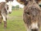 A pair of miniature donkeys in a field