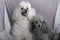 A Pair of Miniature Poodles