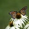 Pair Monarch Butterflies - Danaus plexippus