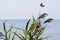 Pair of Monarch butterflies (Danaus plexippus) in flight along hiking trail at Presqu\\\'ile