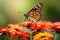 A pair of monarch butterflies resting on a cluster of colorful zinnia flowers
