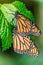 Pair of Monarch butterflies resting on green leaves
