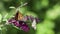 Pair of Monarchs flapping wings on purple fuschia Butterfly Bush flower with beautiful green bokeh background copy space