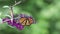 Pair of Monarchs on purple fuschia Butterfly Bush flower with beautiful green bokeh background copy space