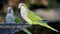 Pair of Monk Parakeets Perched on Iron Fountain Colored Background Cadiz Spain