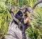 Pair of Monkeys in Driftwood