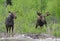 Pair of Moose feeding near a river .