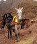 A pair of moroccan donkeys resting with their carriage on the ad