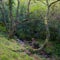 A pair of mossy oaks at the edge of a stream