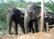 A Pair of mother and daughter, asiatic elephants, standing under a shed as they halt for food