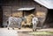 Pair of Mountain zebra - Equus zebra hartmannae feeding in captivity