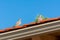 A pair of Mourning Dove on the roof