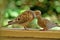 A pair of mourning doves busy in foreplay before mating