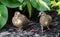 Pair of Mourning Doves in Early Spring