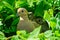 Pair of mourning doves nesting