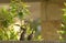 Pair of mousebirds, chatting on fence