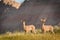 Pair of Mule Deer with Badlands Ridgeline