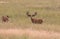 Pair of Mule Deer Bucks in Velvet in Summer