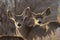 A pair of mule deer looking towards the camera with evening light behind them