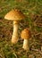 Pair of mushrooms