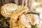 Pair of mushrooms wild mottled white with brown pattern close-up flora background
