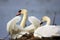 Pair of Mute swan birds on a nest during a spring nesting period