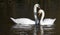 Pair of Mute Swans