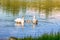 Pair of mute swans (Cygnus olor) with downy Chicks