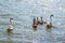 A pair of mute swans, Cygnus olor, swimming on a lake with its new born baby cygnets. Mute swan protects its small offspring. Gray