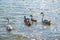 A pair of mute swans, Cygnus olor, swimming on a lake with its new born baby cygnets. Mute swan protects its small offspring. Gray