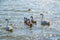 A pair of mute swans, Cygnus olor, swimming on a lake with its new born baby cygnets. Mute swan protects its small offspring. Gray