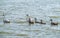 A pair of mute swans, Cygnus olor, swimming on a lake with its new born baby cygnets. Mute swan protects its small offspring. Gray