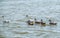 A pair of mute swans, Cygnus olor, swimming on a lake with its new born baby cygnets. Mute swan protects its small offspring. Gray