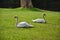 Pair of mute swans in early morning.