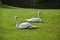 Pair of mute swans in early morning.