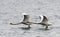 Pair of Mute Swans flying