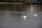 A pair of mute swans are gliding by in the calm pond in the park Pildammsparken in MalmÃ¶, Sweden