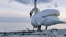 Pair of Mute swans picking food on a beach.