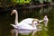 Pair of mute swans, preening their plumage on a pond