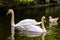 Pair of mute swans, preening their plumage on a pond