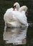 A pair of mute swans on Southampton Common