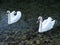 Pair of Mute Swans swimming on Schwansee Lake, Bavaria