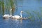 A Pair of Mute Swans with their 7 cygnets